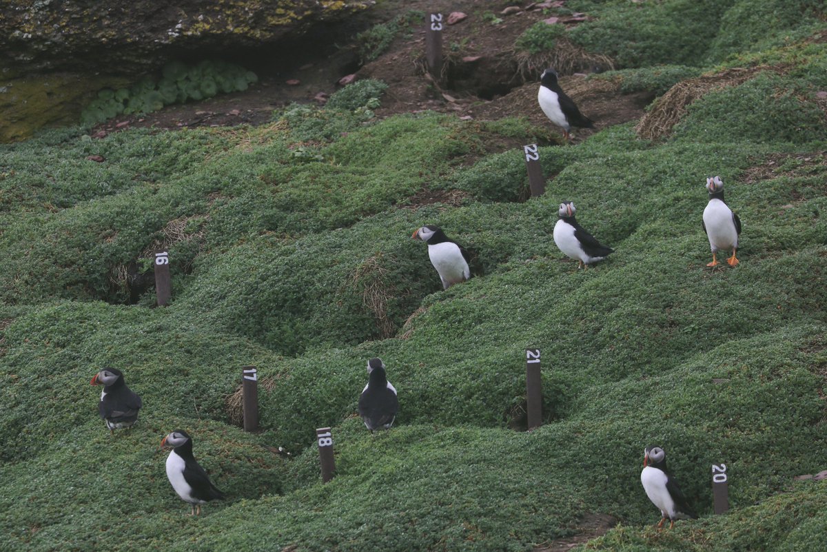 SkokholmIsland's tweet image. We would like to say a huge thank you to @TFOSAS who purchased the recycled plastic Puffin burrow posts for Crab Bay. It will be fascinating to see what proportion of pairs fledge a chick.