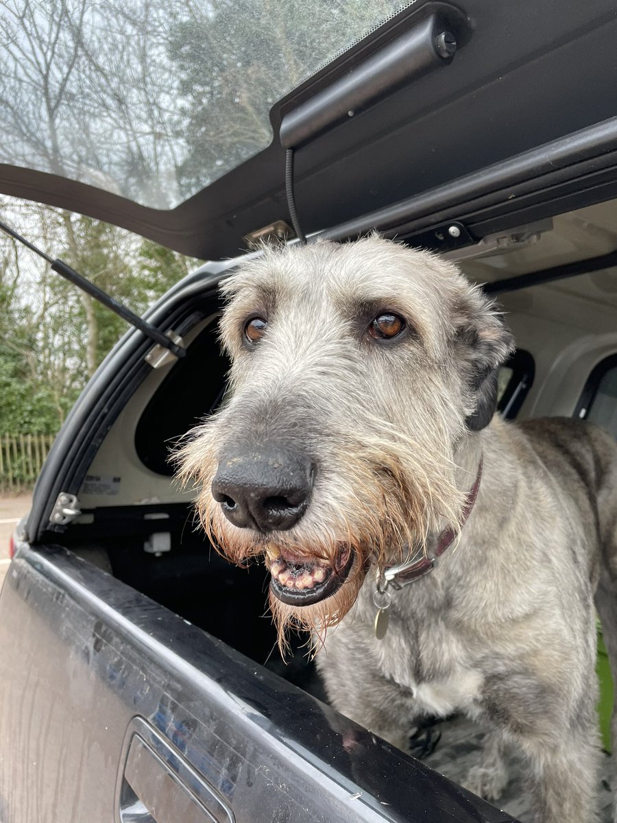 BengalWilma's tweet photo. #lHappy #StPatrickDay from Molly 🐶🐾❣️ #IrishWolfhound https://t.co/va03SWi2Is