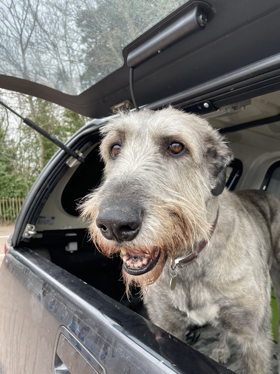 #lHappy #StPatrickDay from Molly 🐶🐾❣️ #IrishWolfhound