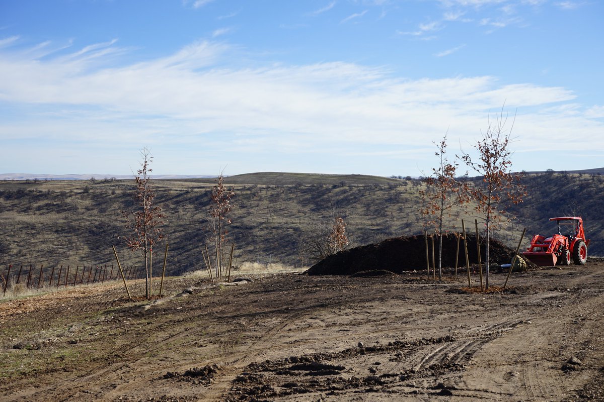 Our Oak Tree planting project includes 180 oak trees and 6 different species, swamp white oak, red oak, kindred spirit, burr oak, green pillar, and exclamation. 

#vineyard #Development #kubota #teamwork #oaktrees #treeplanting #landscape #future #working #threemilevineyard