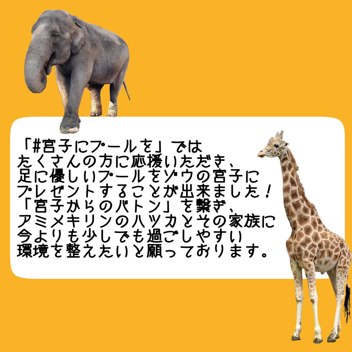 宇都宮動物園【公式】 tweet media