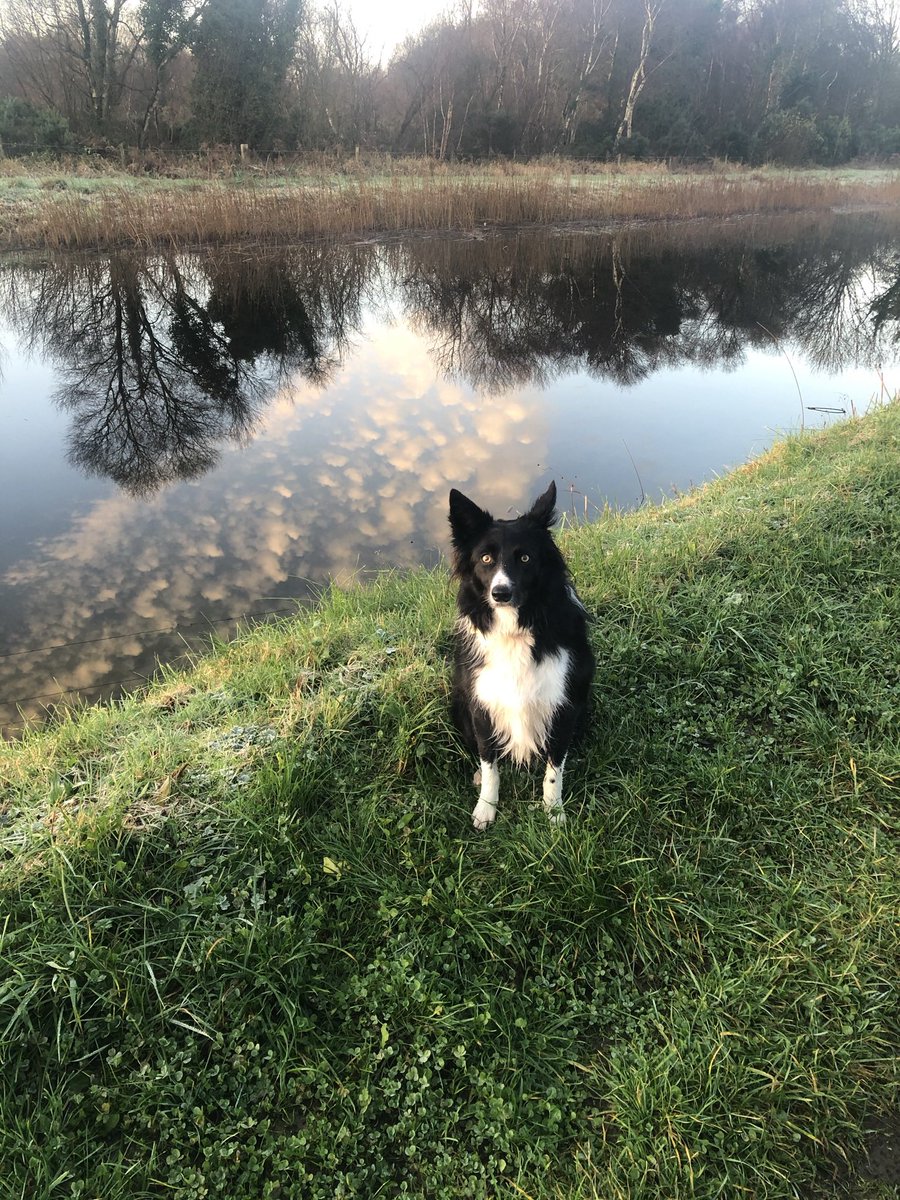 DocKildare's tweet photo. @Michael_Buffer Happy St Patrick’s day from Ireland Michael and our rescue pup Dodger ☘️ https://t.co/lsKdlbU7mr