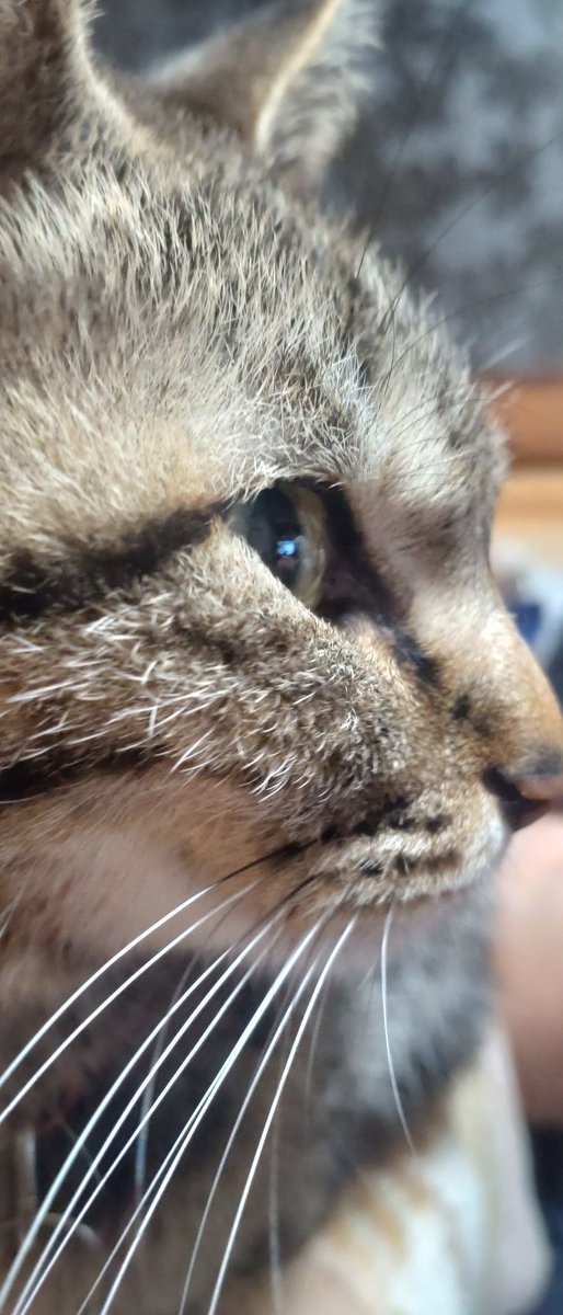 トラキチ防衛大臣のご先祖様 