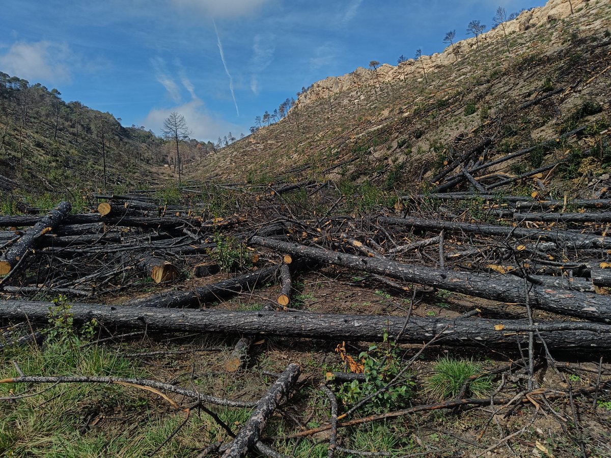 anna2000fm's tweet photo. Acabant la setmana caracteritzant la regeneració post-incendi a l'àrea cremada de Santa Coloma de Queralt (2021) amb @Pmaraensis i @Gil_Giiil https://t.co/cVJPvKEdIE
