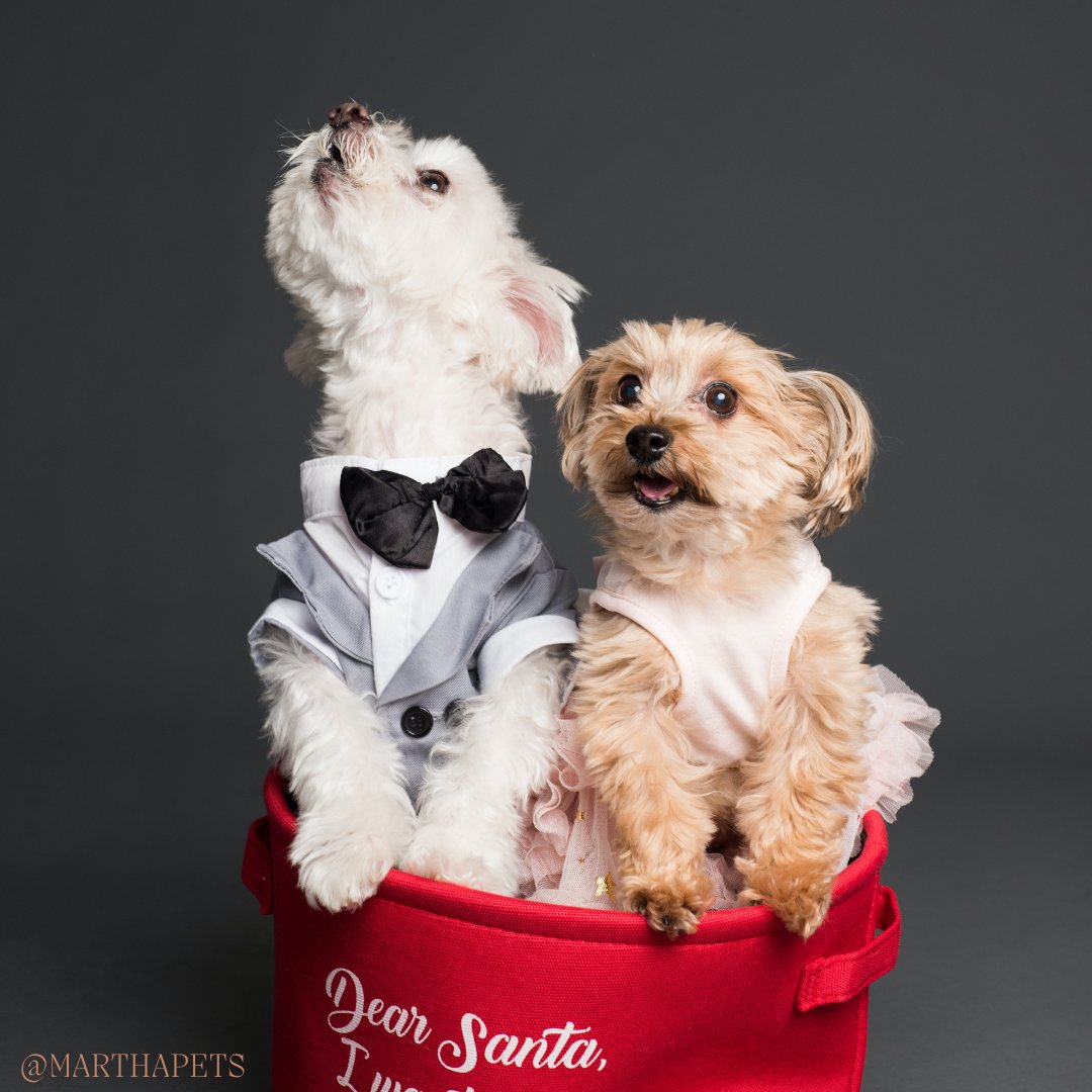 amoud50's tweet photo. Our furry friends are the best! Today, we're celebrating all the amazing dogs out there. Share a photo of your pup and tag us using these hashtags: #doglovers #petsofTwitter #mansbestfriend #furryfriends #ilovemydog https://t.co/71Pzo7ySvh