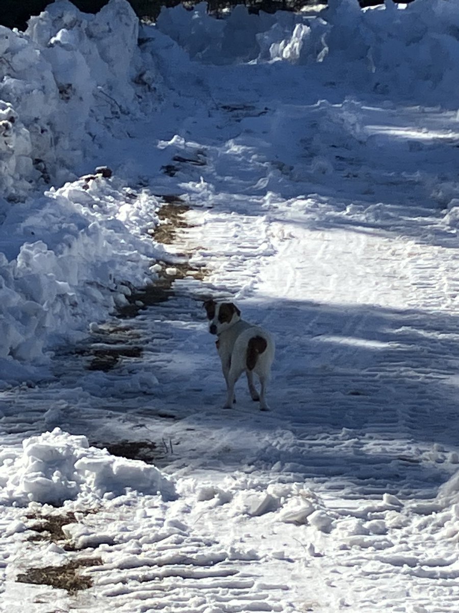 Jax (@jaxdoglife) on Twitter photo 