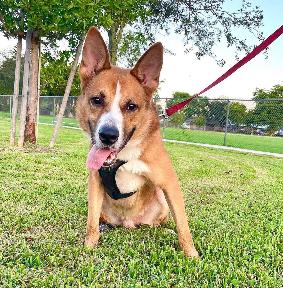 Miami Animal Rescue (@miaanimalrescue) on Twitter photo 