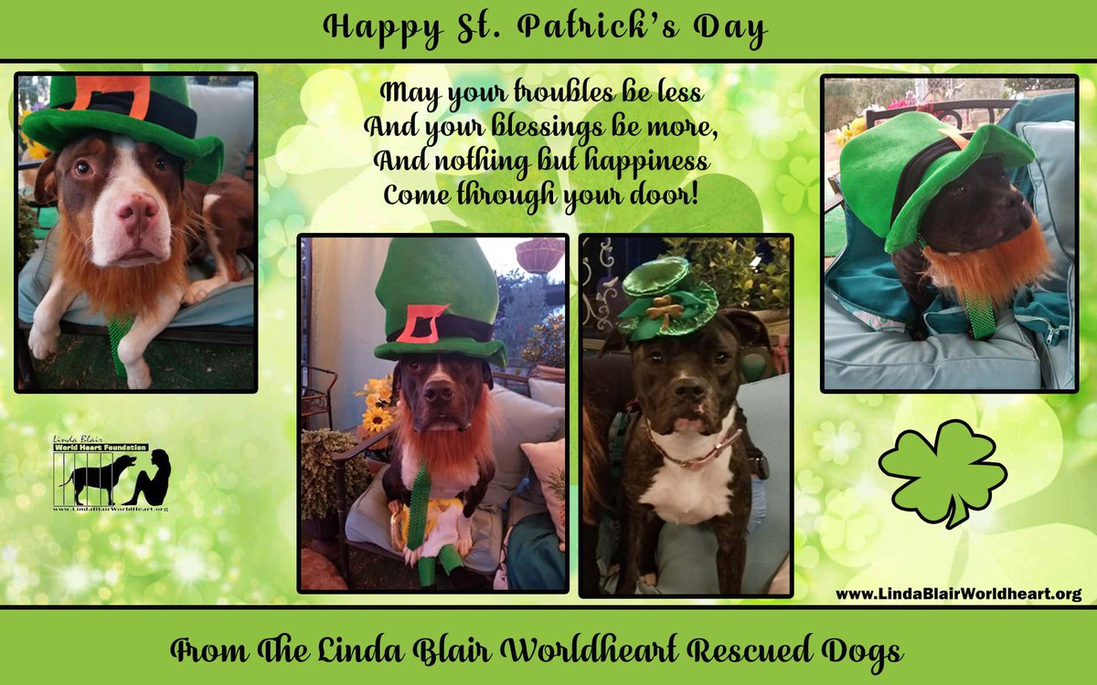 #HappyStPatricksDay from me and the rescued dogs at lbwf.org. #☘️ #❤️🐶