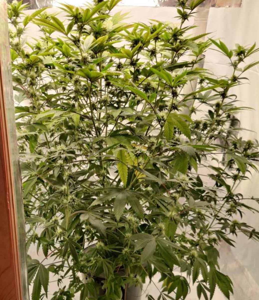 GGBK (bred by Two Dog Seeds) = GG#4🦍🦍🦍🦍 x Bubba Kush: recipes. effects. green #cannabis... #TheFutureIsRegenerative #organic #homegrown #BubbaKush #cannabisculture #cannabiscommunity #weedlife #WeedLikeChange #BeTheChange #420 #710 #marijuana #mmj #cannafam #GMOfree #GrowLove