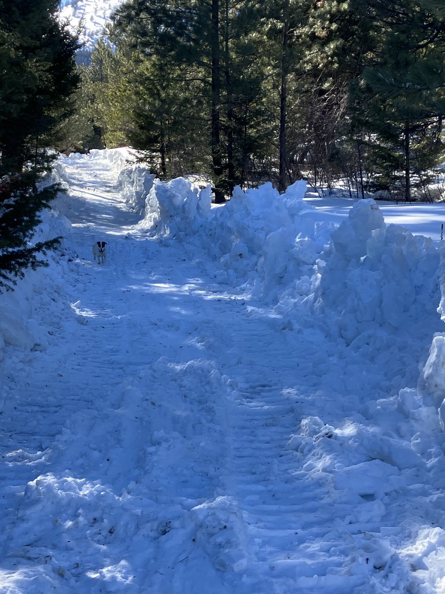 Jax (@jaxdoglife) on Twitter photo 