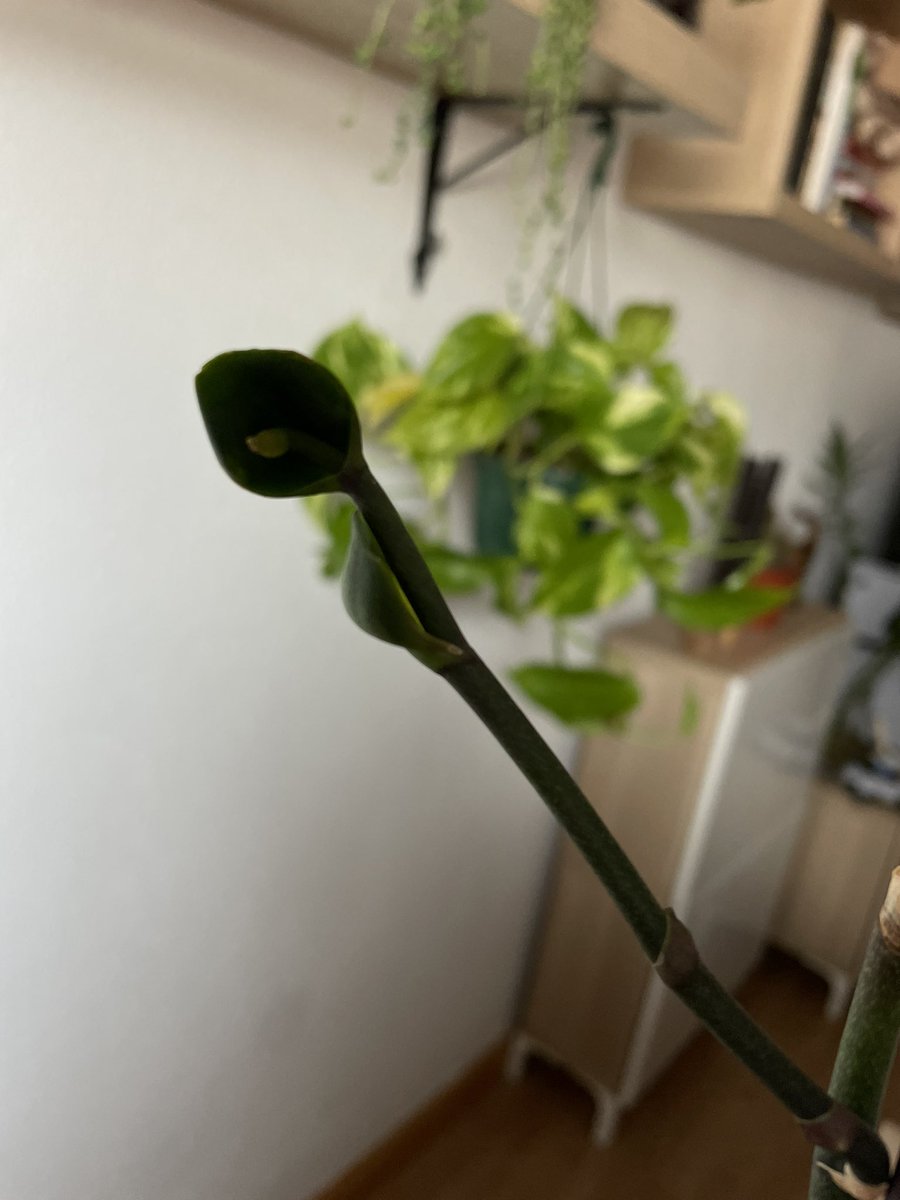 LuciaReveron1's tweet image. Ayuda, alguien puede decirme que es esto con lo que lleva mi Orquídea 2 años, graciassssss.  #orquídea #planea