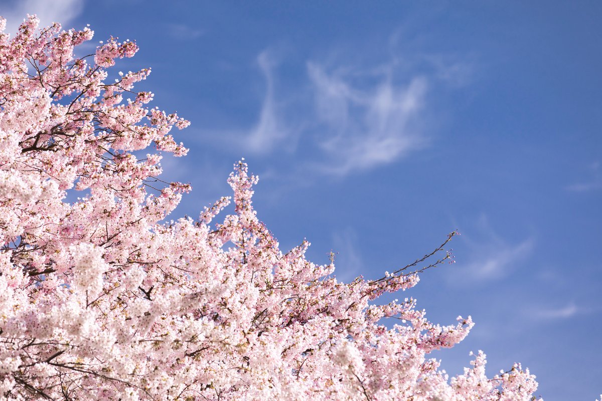 University of Washington tweet media