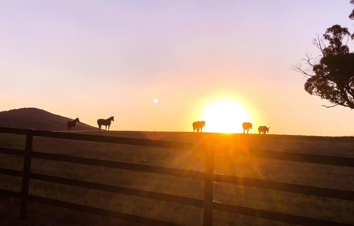 Totally captivated by this sunset 💛🧡
#sunset #farmlife #macedonranges #charliescreekfarm