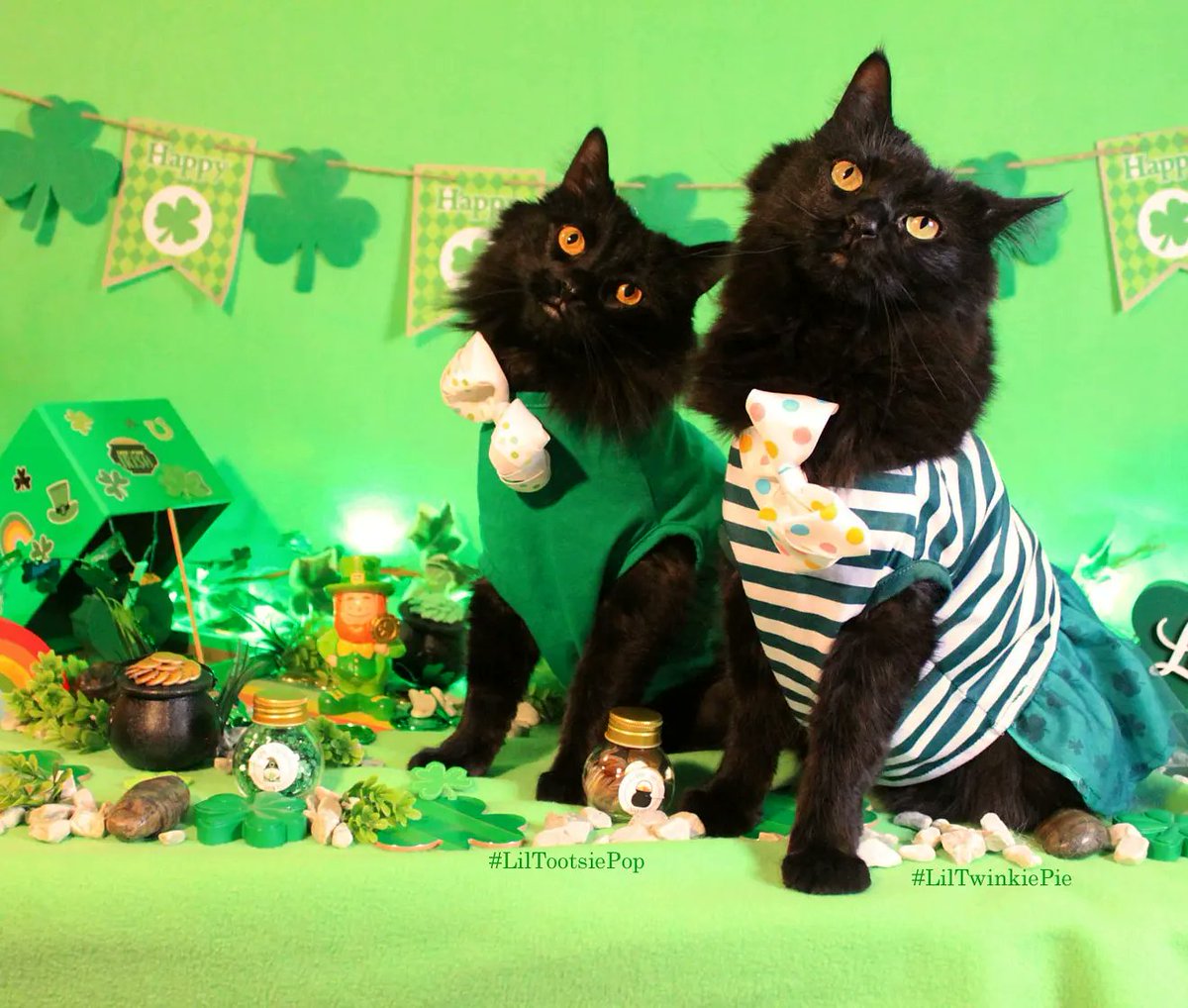 LilMissBabycat's tweet photo. Happy Luck 'O the Black Kitties Day! I mean #HappyStPatricksDay !!  My little sister are messing up my lepurrrrechaun hunting!!  Remember Black kitties will bring you good luck, so if you can't find a lepurrrechaun today adopt a black kittie #shamrock #felineLucky #luck https://t.co/6kT60S3E5p