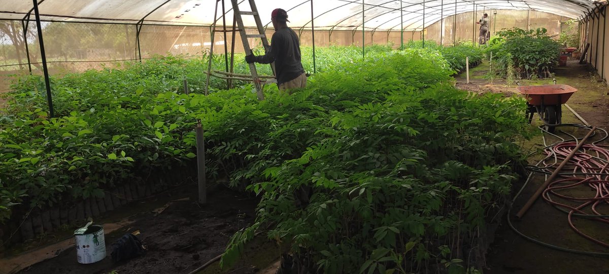 MarenaNicaragua's tweet image. 💚🌱 En el municipio de Posoltega, departamento de Chinandega, #MARENA, realizó visita de seguimiento al vivero propiedad de la empresa #COMASA, dónde se van a producir 40,000 plantas forestales. 

#VerdeQueTeQuieroVerde
#AmorAlaMadreTierra
#Nicaragua