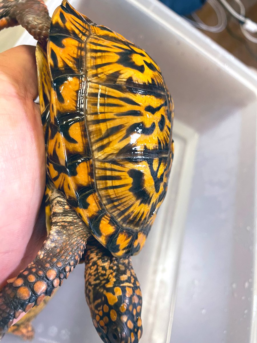 aaaruzouuu's tweet image. トウブハコガメ2021その1
1番人気さん。冬眠後久々の再会盛りか色が揚がったと錯覚してます。悪そうな御顔も健在です。性格はおっとりなのですけどね😄

#トウブハコガメ
#Easternboxturtle