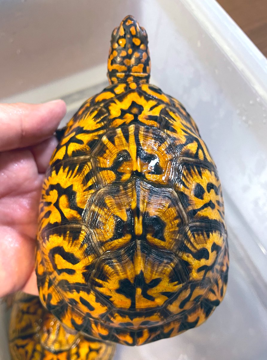 aaaruzouuu's tweet image. トウブハコガメ2021その1
1番人気さん。冬眠後久々の再会盛りか色が揚がったと錯覚してます。悪そうな御顔も健在です。性格はおっとりなのですけどね😄

#トウブハコガメ
#Easternboxturtle