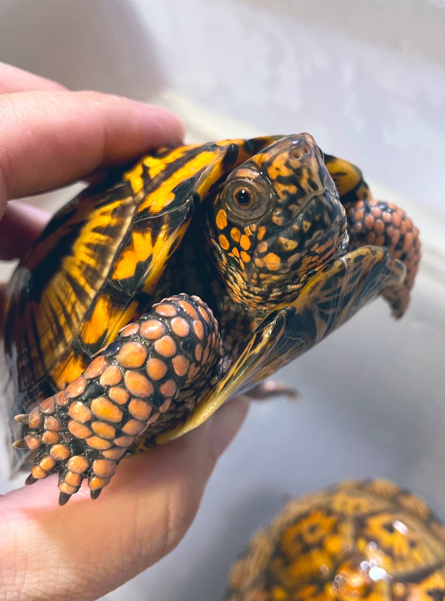 aaaruzouuu's tweet image. トウブハコガメ2021その1
1番人気さん。冬眠後久々の再会盛りか色が揚がったと錯覚してます。悪そうな御顔も健在です。性格はおっとりなのですけどね😄

#トウブハコガメ
#Easternboxturtle