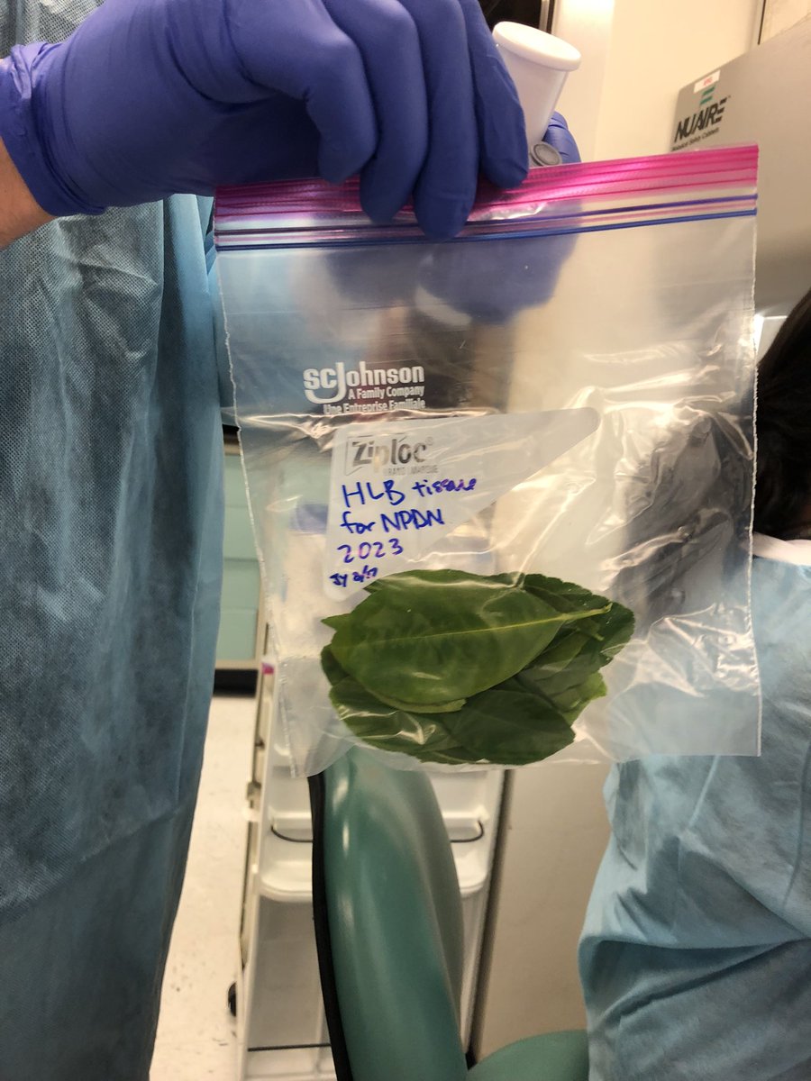 Finished an amazing week with <a href="/NPDN/">National Plant Diagnostic Network</a> and <a href="/USDAAphis/">USDA-Aphis</a> workshops on phytoplasmas and on isothermal amplification. Met incredible people and added some skills to the toolbox🧪🧬