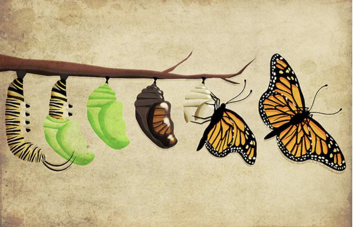 Dr. Nicole LePera tweet media