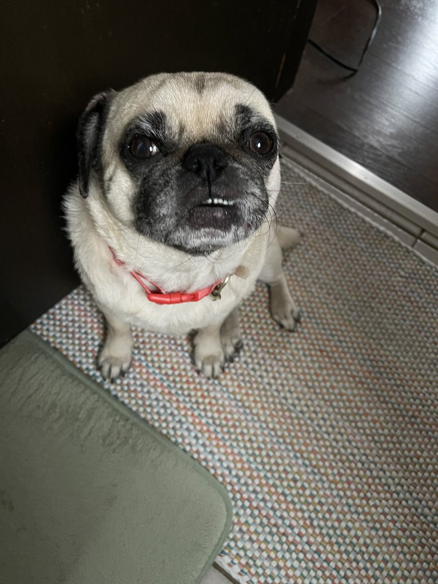 ItsMatchaThePug's tweet photo. You feelin lucky bub? 🍀✨ happy st patty’s day everyone!!! 💚 #HappyStPatricksDay #stpaddysday #MatchaThePug https://t.co/ggF48VZUDk