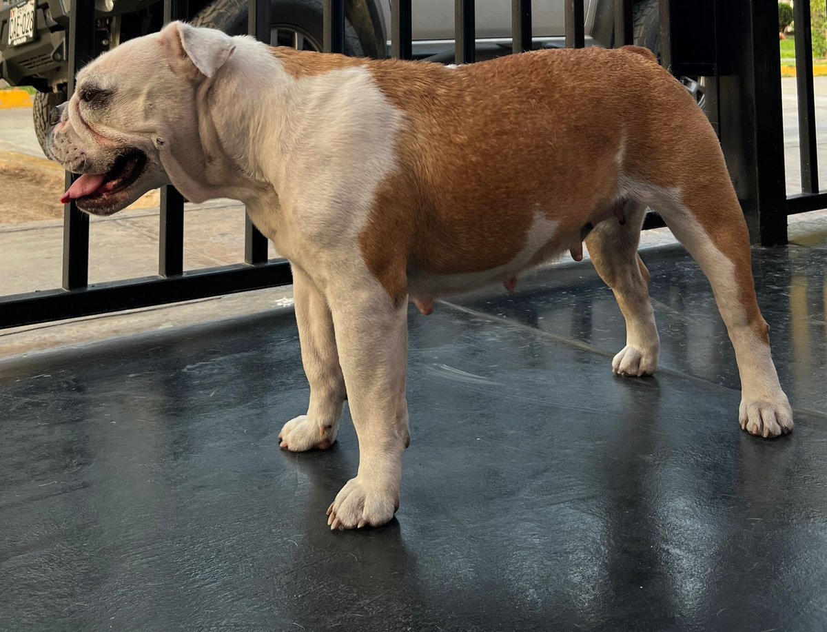 Fiorell31241887's tweet image. Perrita encontrada en surco (cerca a la calle LOMA VERDE). #surco #santiagodesurco #bulldoginglesperdida #bulldoginglesperdido