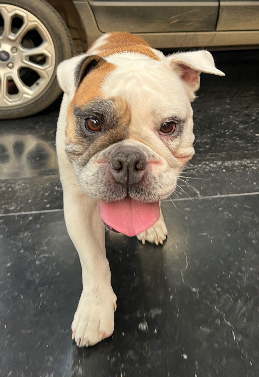 Fiorell31241887's tweet image. Perrita encontrada en surco (cerca a la calle LOMA VERDE). #surco #santiagodesurco #bulldoginglesperdida #bulldoginglesperdido