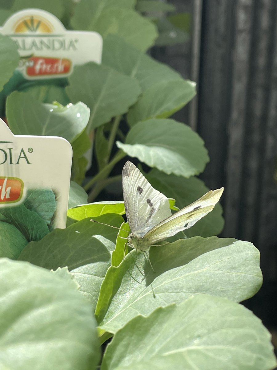 odettecoates's tweet photo. Spotted while shopping for some seedlings - it’s the little things … 🦋 https://t.co/bbcGmCMZWJ