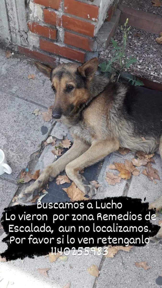 Tabyta201's tweet photo. 🔴SE BUSCA A LUCHO!!!! https://t.co/DyCONijXBY