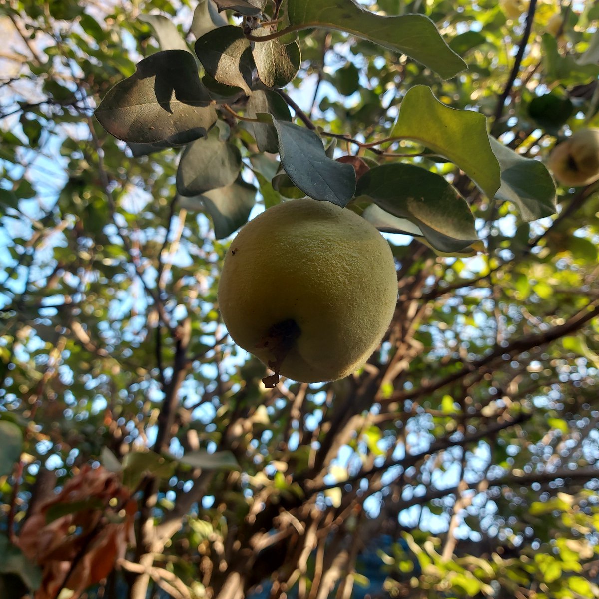Apumita1's tweet photo. Últimas cosechas van quedando en mi huerto jardín urbano: membrillo, higo negro y uva orocampo. https://t.co/LKYKRkmnwI