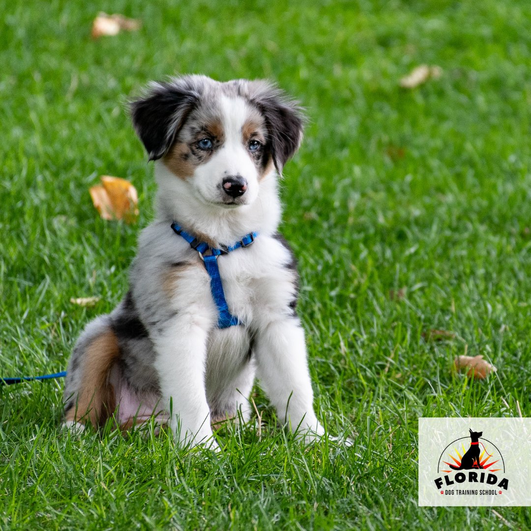 TampaDogTrainer's tweet photo. Experience the joy and satisfaction of a well-trained dog with our comprehensive and effective training methods. Become a part of the Florida Dog Training Family today!!

#puppytraining #newpuppy #florida #dogtraining #tampa #traininggoals #dogtrainingschool #puppytrainingclass https://t.co/Iso3DgGKUP