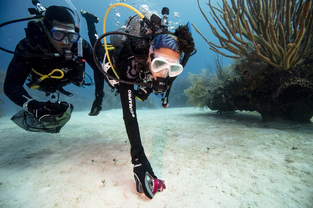 #WorldRecyclingDay is a reminder that we can make a difference! By reducing waste and recycling properly, we can keep harmful materials from polluting our precious underwater ecosystems and ensure that our oceans stay healthy and thriving for generations to come. 🌊🤿