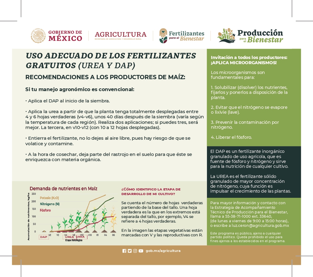 victor_suarez's tweet photo. Les comparto estas recomendaciones del uso adecuado de fertilizantes (urea y DAP) para las y los productores👨‍🌾👩‍🌾 de maíz 🌽. Por un lado van las dirigidas a los que están en #TransiciónAgroecológica y, por otro, las orientadas a quienes continúan en manejo tradicional. https://t.co/NErLSkiORL