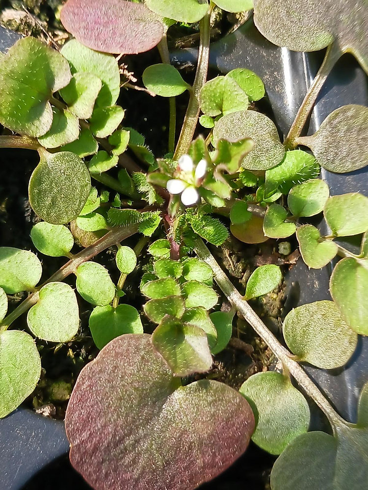ElderberryWisd1's tweet image. Spring is Emerging - Connect with Us. As we work to restore the land, we’re also restoring ourselves. Help us make this work possible. #NativeAmerican #NativeNonprofit #DonateNow  buff.ly/42mL43B