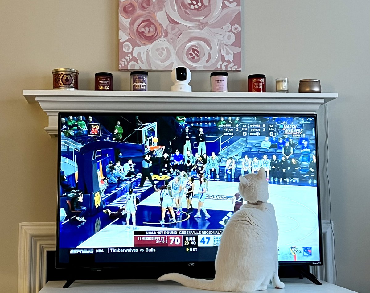 abstractabs's tweet photo. Even Marie tuned in to this @HailStateWBK #MarchMadness WIN! https://t.co/NSv8ykw72Q