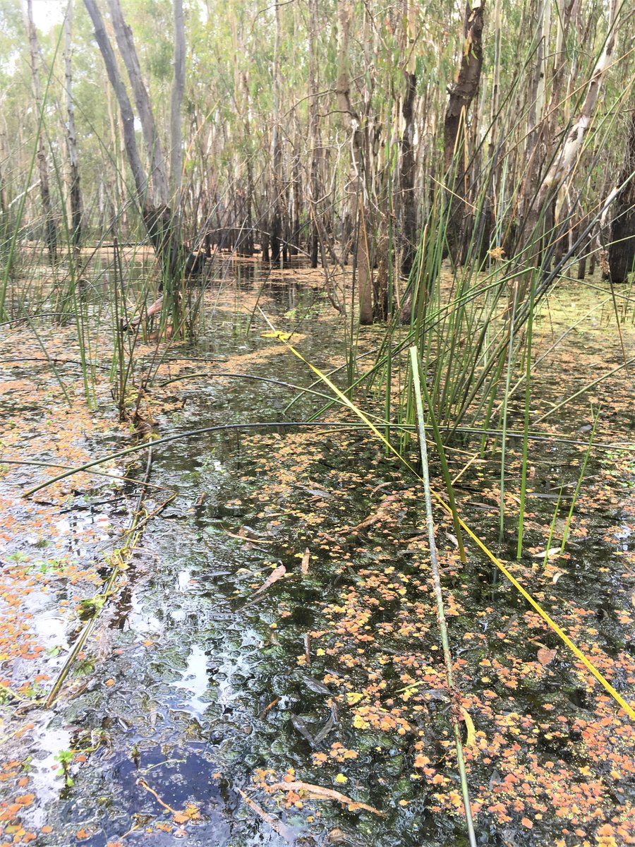 E_R_Australia's tweet photo. Happy Saturday - our team are gearing up for another fun week in the #wetlands next week! #wetlandsurvey #murrayriver #lifeinthefield https://t.co/w8s1RZM4VI