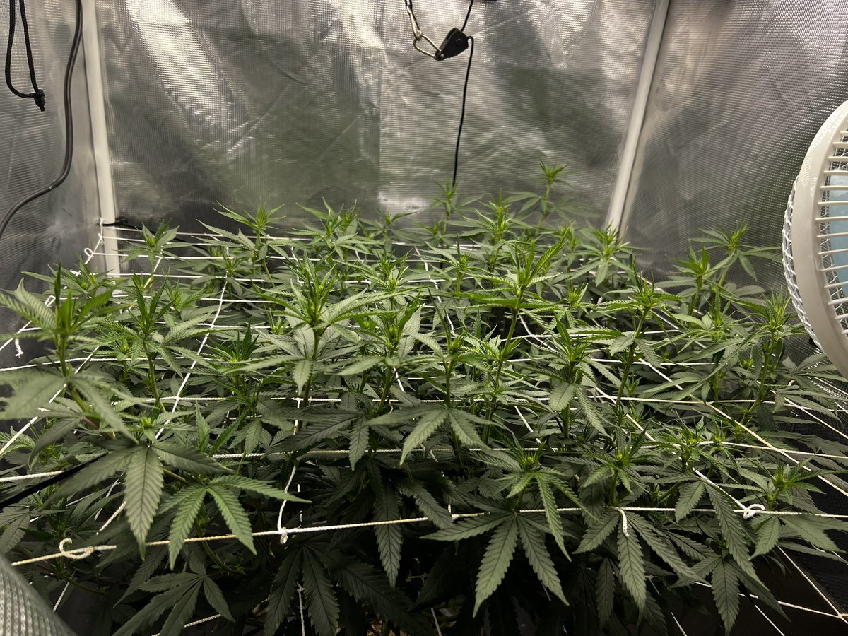 BWinghead's tweet photo. I love watching this plant grow! 🌱By far one of the most rewarding hobbies I’ve picked up. My wife calls me a chronic hobbyist not in that all my hobbies have to do with chronic, 🌲🔥💨 I just have a lot of hobbies. 🤦♂️😂 #girlsarepraying #13daysintoflower #Jacks321 #powerSI https://t.co/nKnWWAx3Bq
