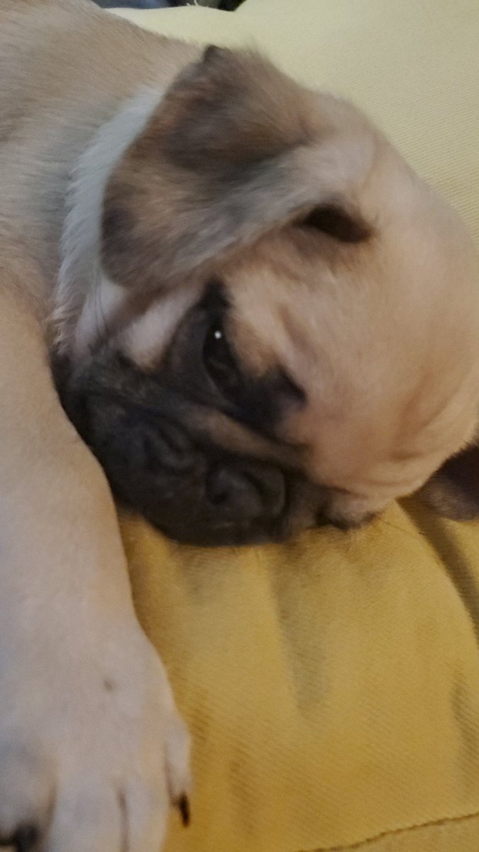 MomGuppy's tweet photo. #fredofriday
❤️Fredo https://t.co/jhNAsSzkRb