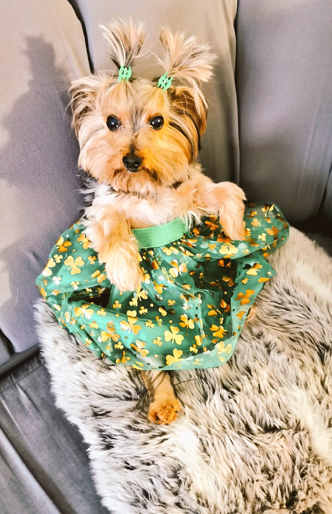 #HappyStPatricksDay2023 from this lil lucky charm, to all of you! 🍀💚