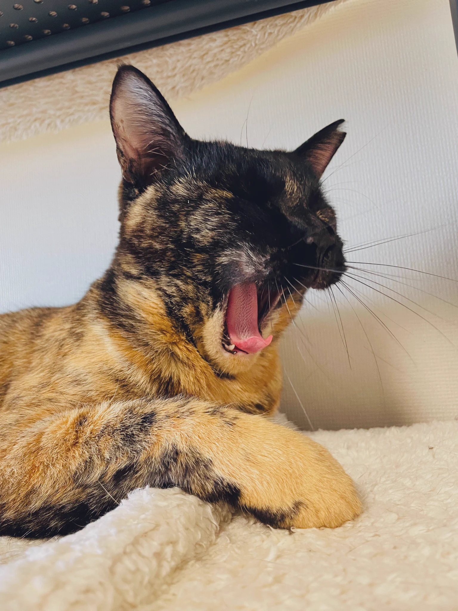 @Shokuhin_ANZEN ネットニュース見ました〜
ことちゃん可愛い😍
うちもことちゃんです😆
あっ、アニサキス気をつけます❗️ 