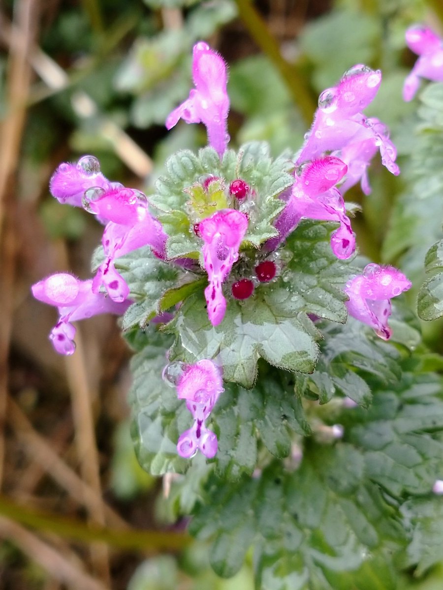 Lot415's tweet image. 雨上がりのホトケノザです。#ホトケノザ #花