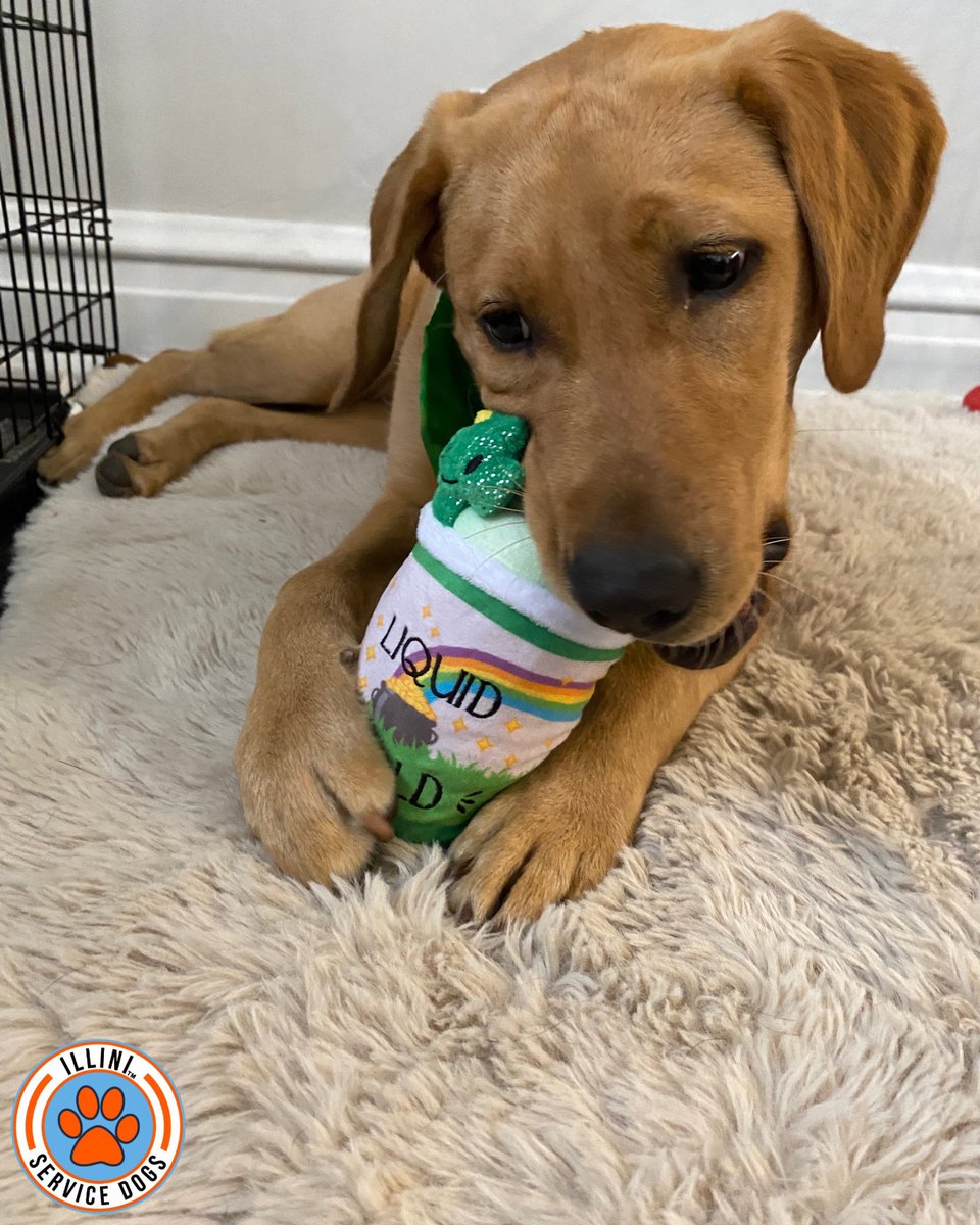 Illinidogs's tweet photo. “St. Patty’s you say 😏” -Evie
Happy St. Patrick’s Day from the ISD pack! Here’s Evie, Cubby, and Harker sporting their luckiest and greenest attire ☘️
#stpatricksday #stpattysday #green #stylishdogs #stylishdogsofinstagram #luck #lucky #luckoftheirish https://t.co/KAjPLKmUri