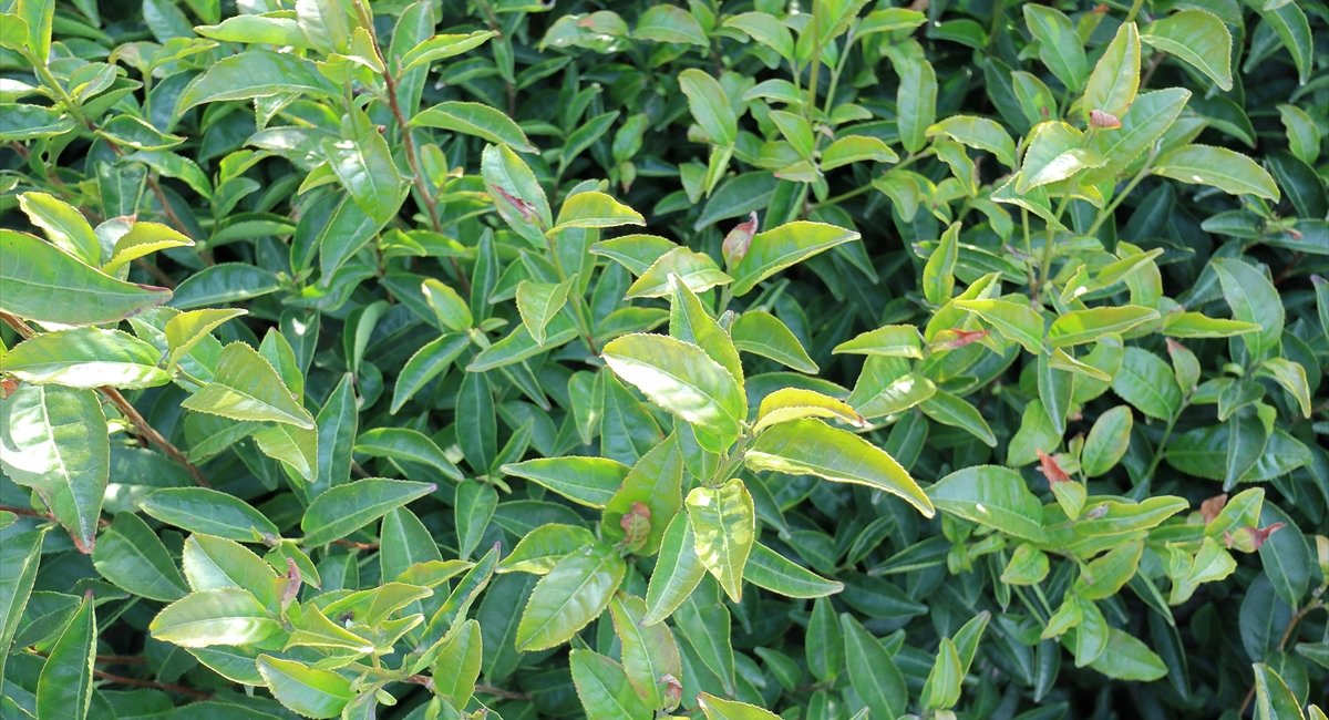 KitaseMotoya's tweet image. 久しぶりのHP新設

農と食に関するデザインも取り組んでいます。
新規HPデザイン作業中。
HPデザインはつくってアップロードして再確認してまたデザインと、見やすさと使いごここちのデザイン。

雨の日はじっくり作業するのにぴったり。
乾いていた畑にはうれしい雨。

#HPデザイン　#いわき市