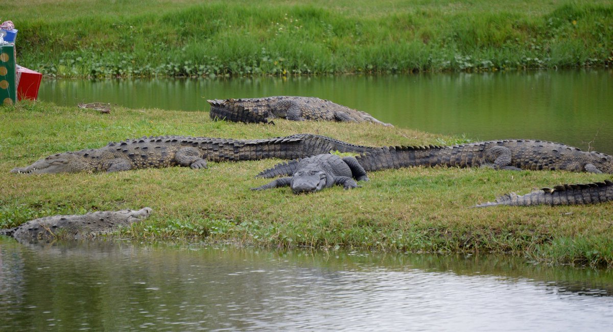 RecklessRexpert's tweet photo. There is only one place in the world where you can find both gators and crocs, and are any of us surprised it's in Florida? The southern tip of Florida is the northern limit of the American crocodile, while the American alligator is found throughout Florida. #crocfacts #herpfacts https://t.co/ljn1tS1ftr