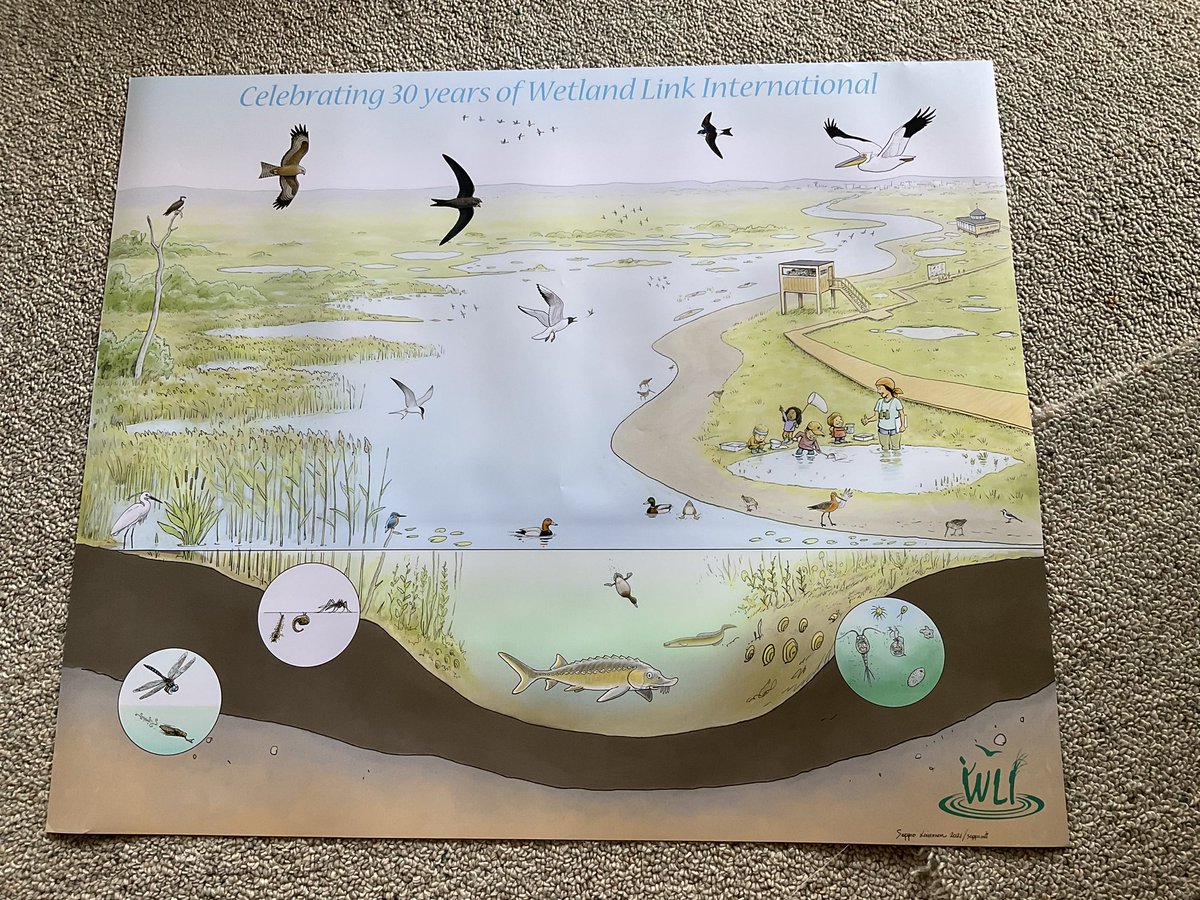 Check out this poster i was given at the EAAFP meeting, by friends from the Wildfowl and Wetland Trust celebrating the 30th anniversary of the Wetland Link International of which the Pukorokoro Miranda Naturalists Trust is a member and i am a member of the Asia Oceania committee