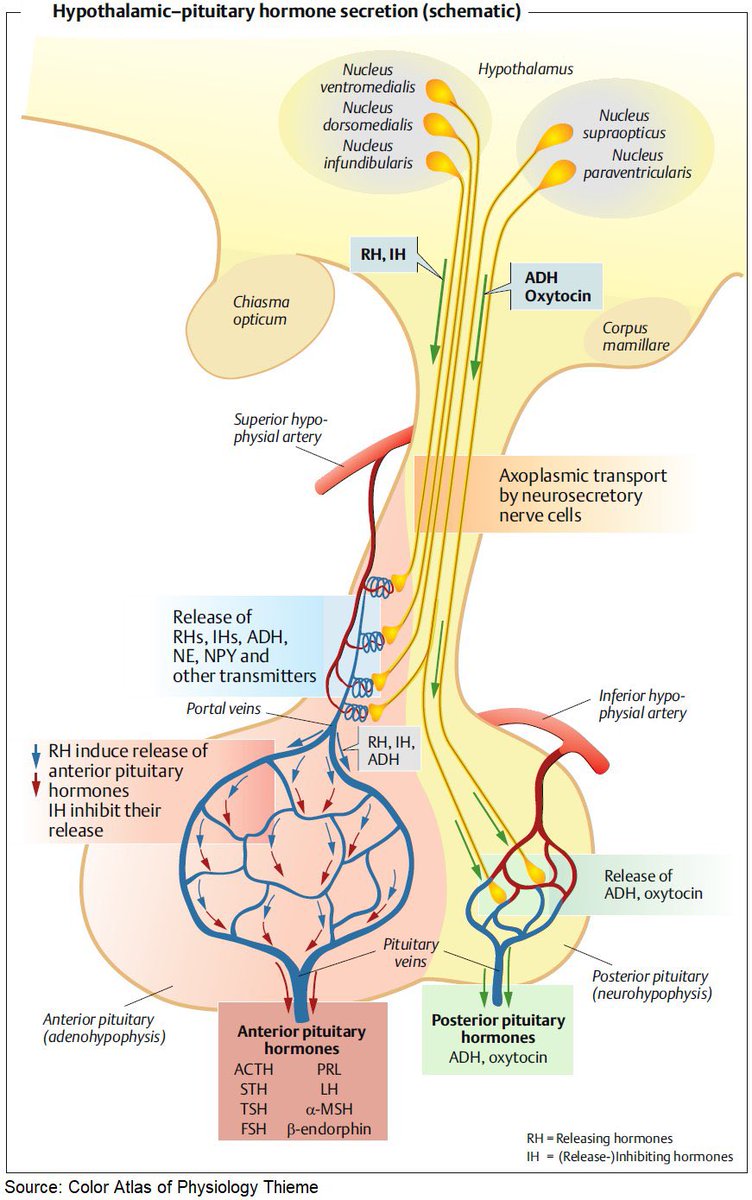 Hypothalamic - Pituitary Hormone Secretion
#medtwitter  #meded #endocrinology h/t 
<a href="/ManualOMedicine/">Manual Of Medicine</a>