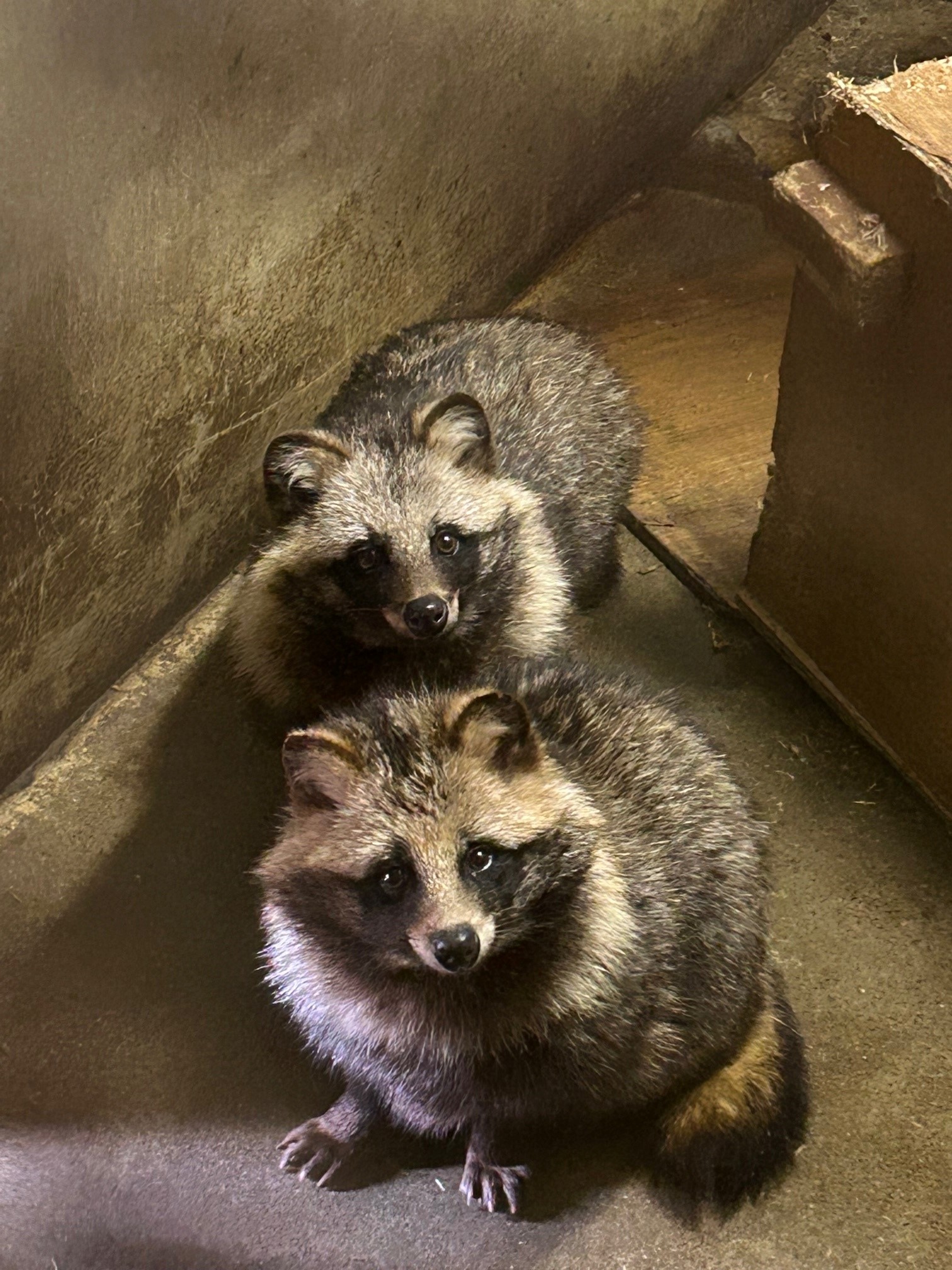 狸の剥製つめ付きマフラー（レトロ） 狸の剥製つめ付きマフラー（レトロ） 【公式通販】