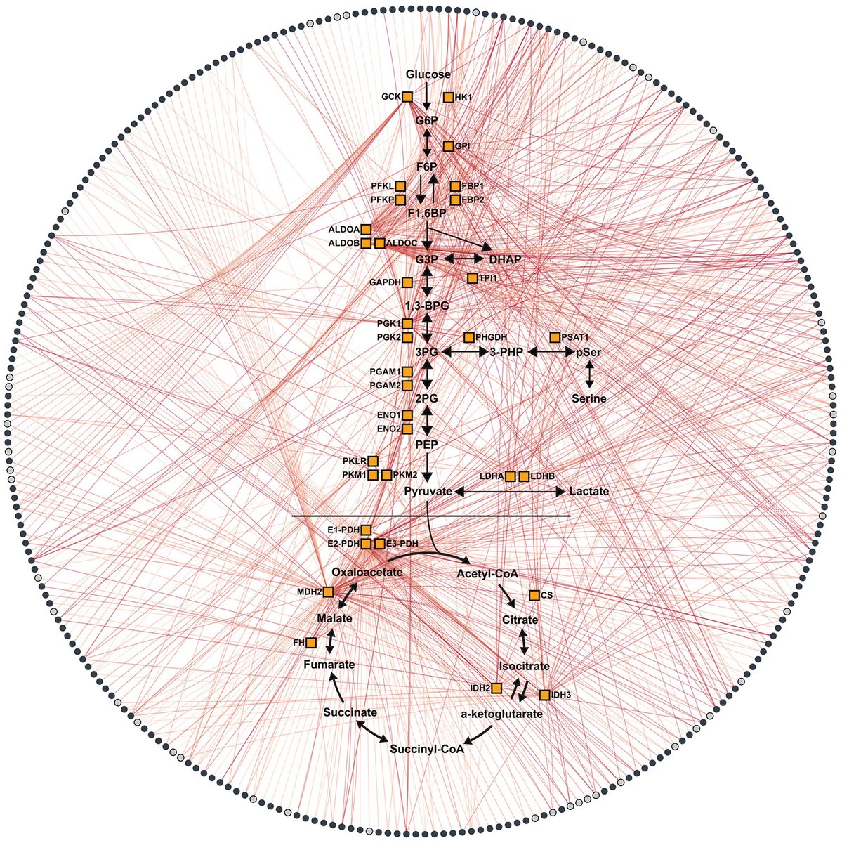 In Science, researchers present MIDAS, a powerful new tool to help improve the discovery and characterization of elusive interactions between proteins and metabolites. 

Learn more: scim.ag/1VC