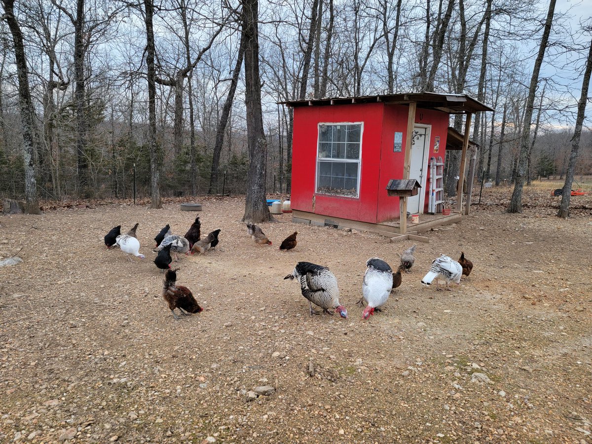RazorballRescue's tweet photo. The reason I will soon be in catch up mode. Crazy birds!🤪🤣🐓🦃🦆
#OPLive #oplivenation #OnPatrolLive #ImaFarmer #ChickenTender @OfficialOPLive @ReelzChannel @peacock https://t.co/BDDtUehp5I