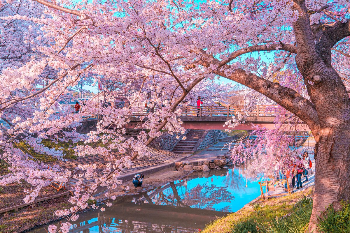 桜があると日常の景色が変わるね。